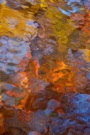 Abstractions;Great-Smoky-Mountains-National-Park;Stream;Abstract;Creek;Red;Tenne